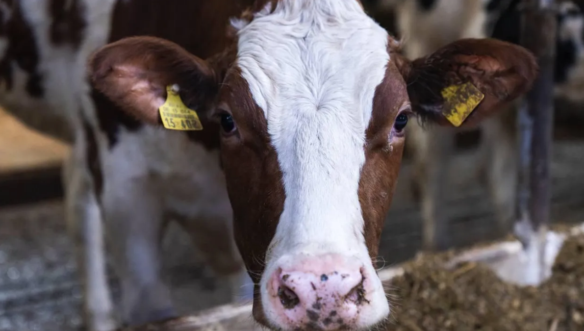 В Орехово-Зуевском городском округе планируют строительство масштабного комплекса для молочного животноводства