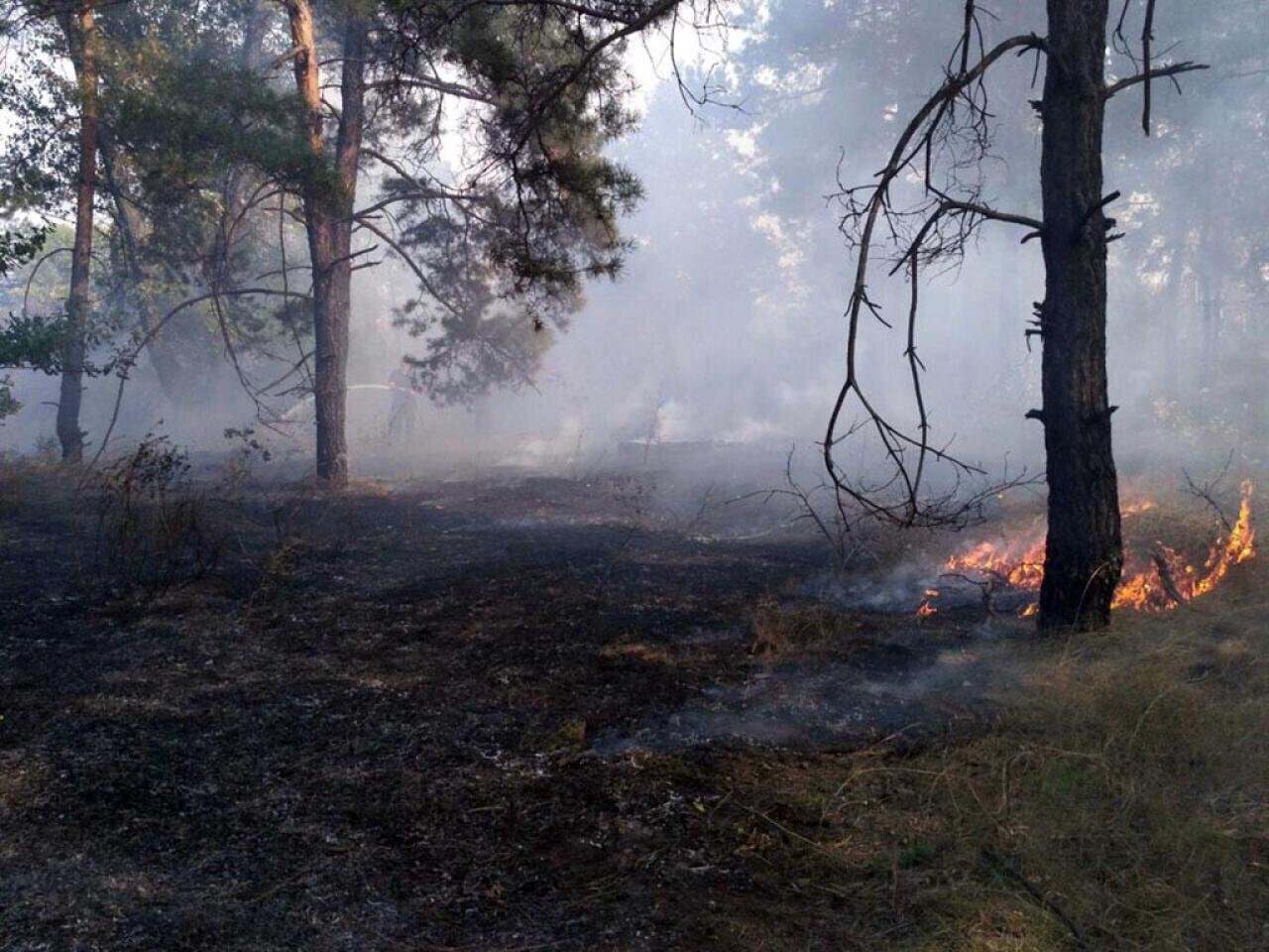 Лесная сгорела. Лес после пожара. Сгоревший лес. После лесного пожара. Горелый лес.