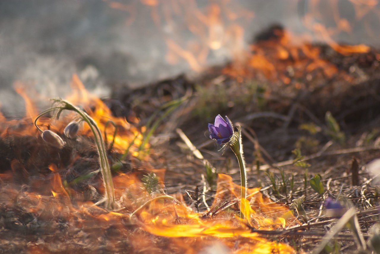 В апреле в Подмосковье начался пожароопасный сезон