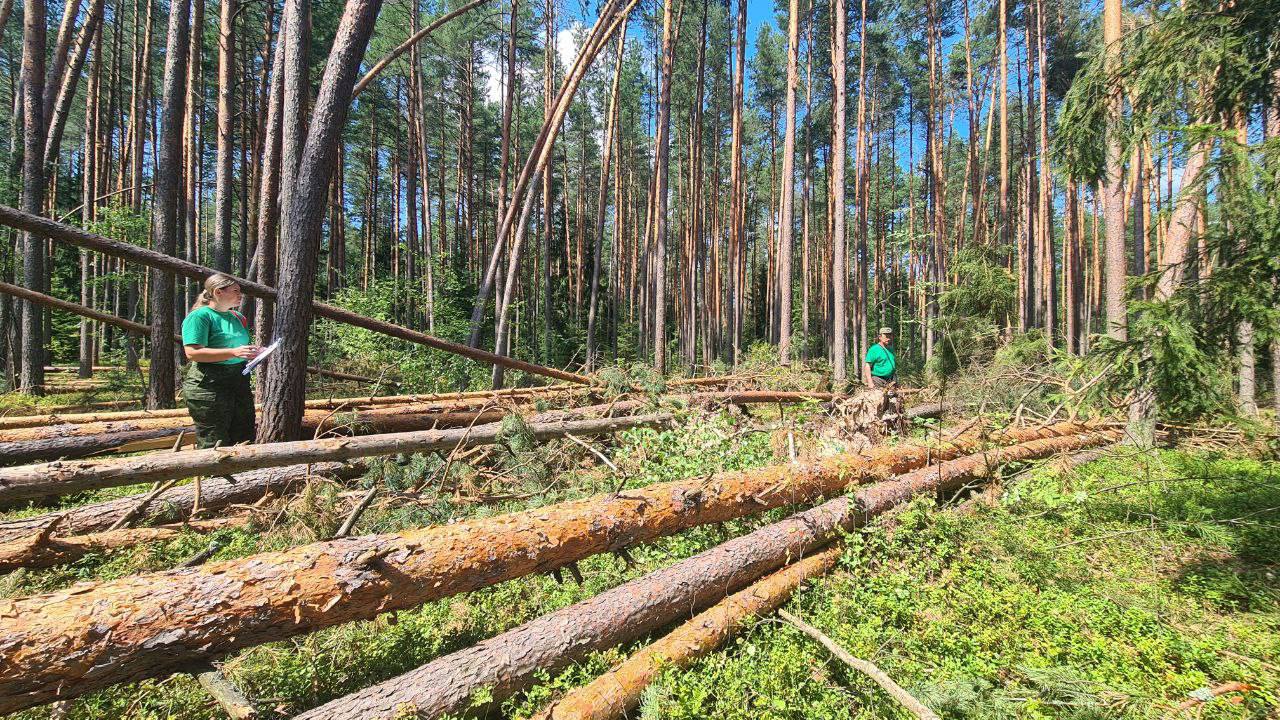В Орехово-Зуевском лесничестве работают над устранением последствий урагана
